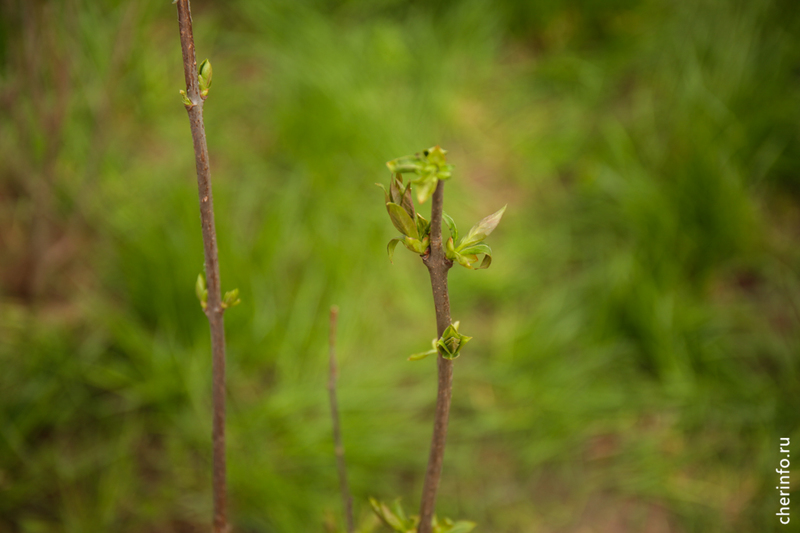 Новости Черинфо