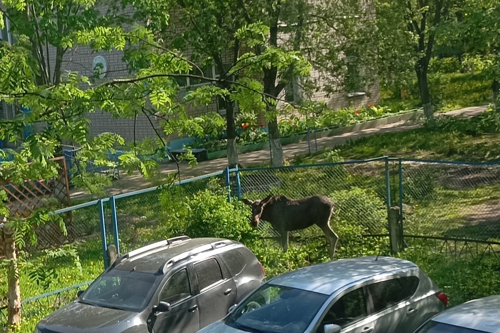 Новости Черинфо