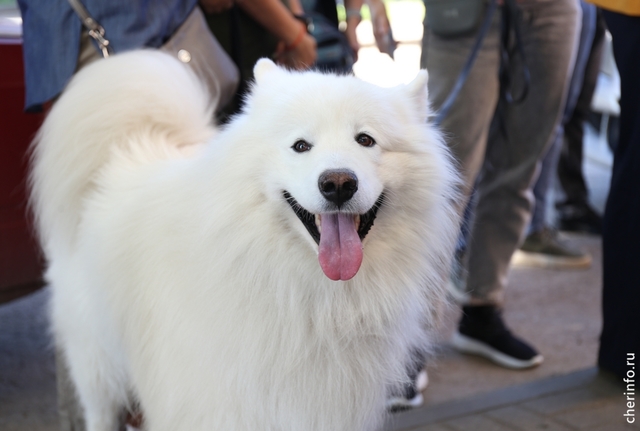 Новости Черинфо