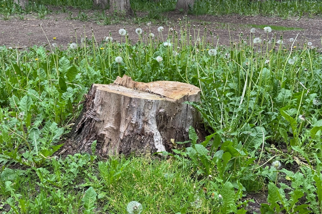 Новости Черинфо