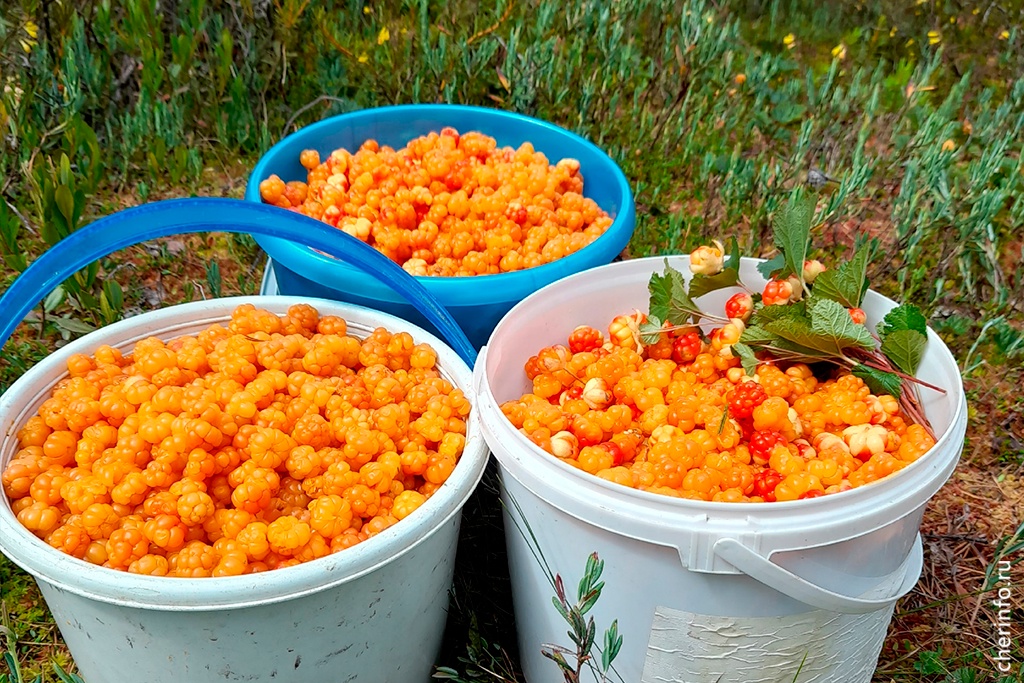 Новости Черинфо