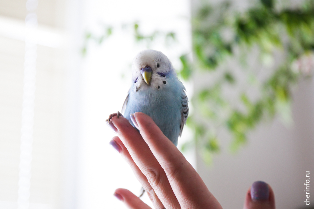 Новости Черинфо