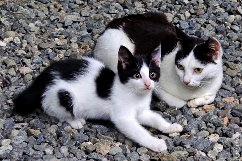 Новости Черинфо