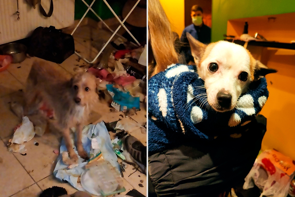 Новости Черинфо