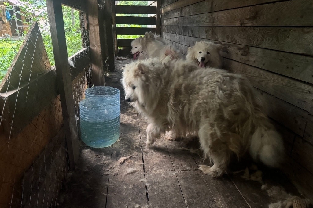 Новости Черинфо