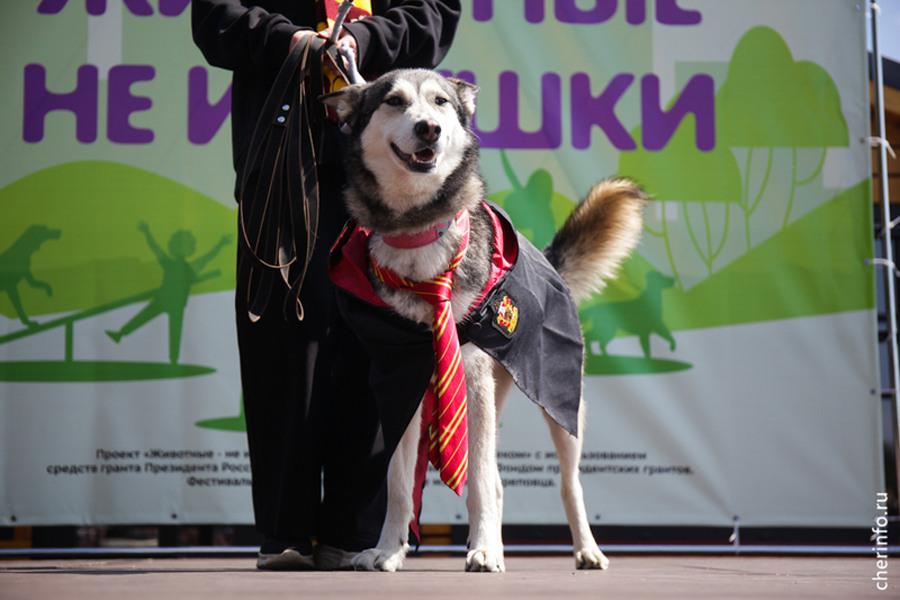 Новости Черинфо