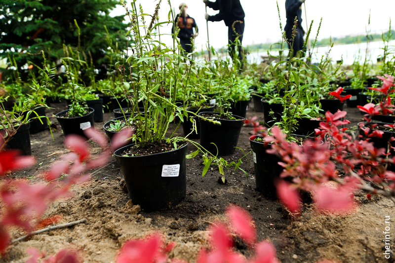 Новости Черинфо