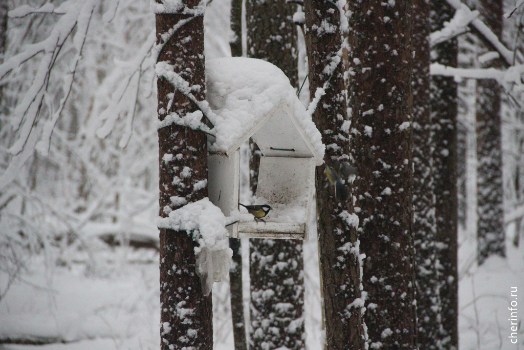 Новости Черинфо