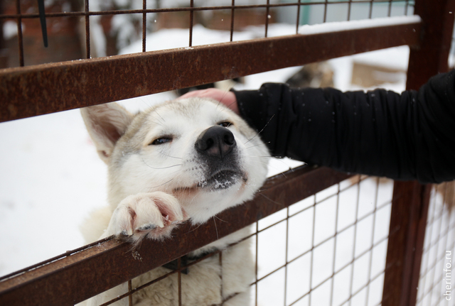 Новости Черинфо