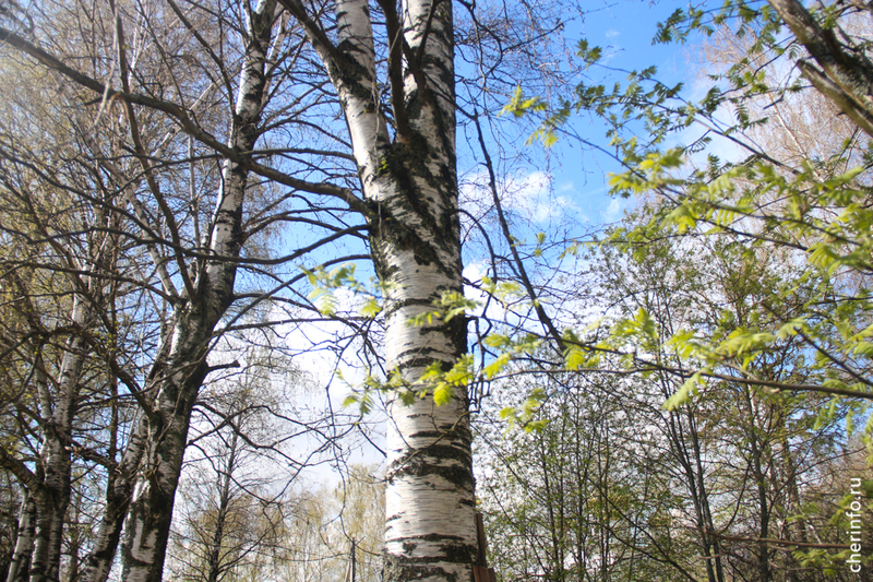 Новости Черинфо