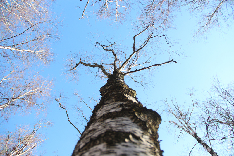 Новости Черинфо