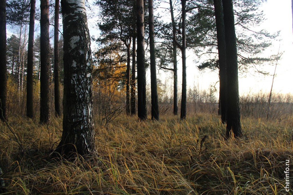 Новости Черинфо