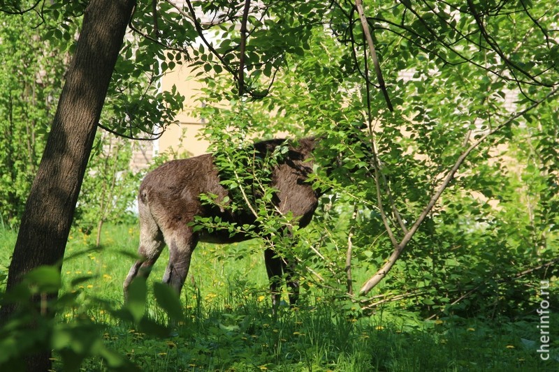 Новости Черинфо