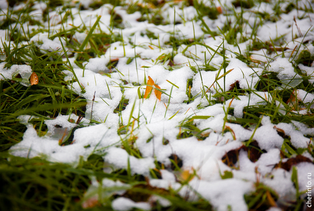 Новости Черинфо