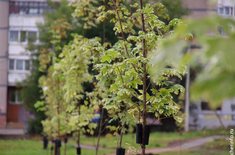 Лента новостей