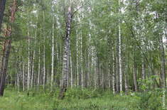 Лента новостей