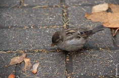 Лента новостей