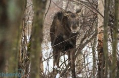 В Череповецком районе охотоведы спасли лося, попавшего в браконьерскую петлю